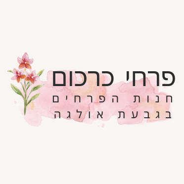 פרחי כרכום פרחי כרכום